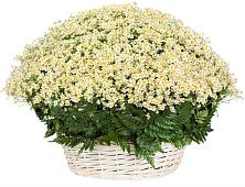 Цветочная композиция из Ромашки в корзине #REPLACE_PRED# Блечепсин